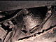badura.0768.jpg